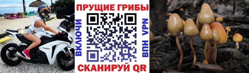 купить закладку  Чудово  Псилоцибиновые грибы Magic Shrooms 